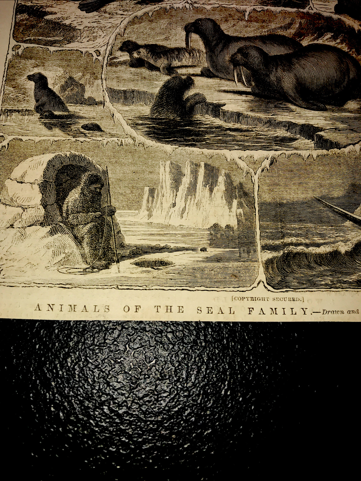 ORIGINAL 1873 ANIMALS OF THE SEAL FAMILY Engraving Advertising