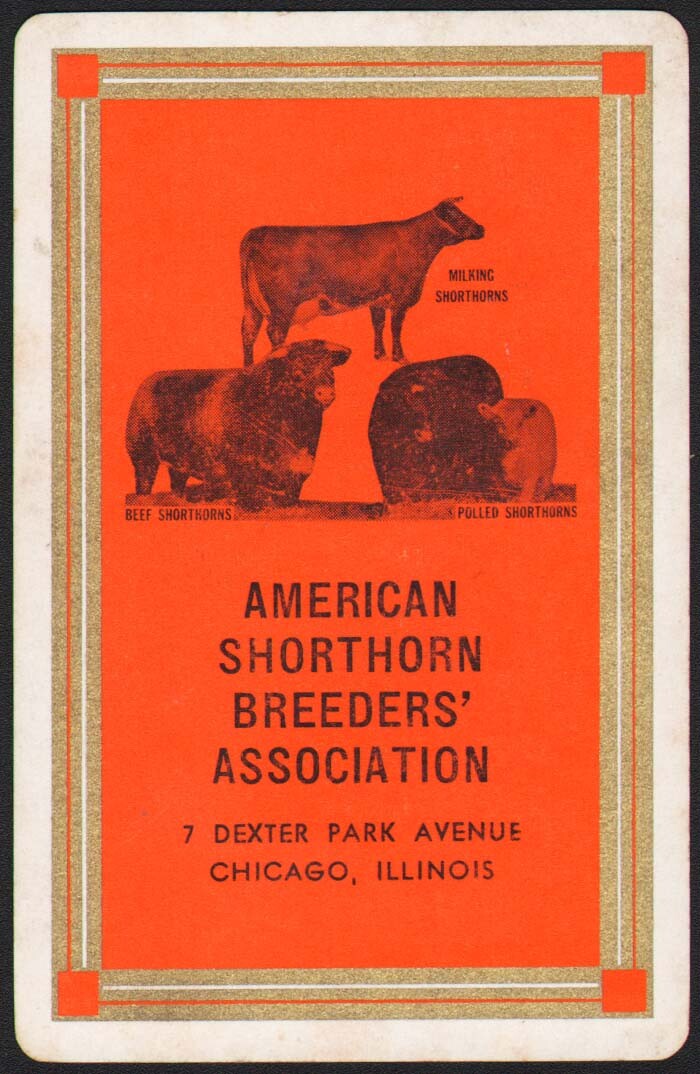 Vintage single playing card AMERICAN SHORTHORN BREEDERS cattle pictured Chicago