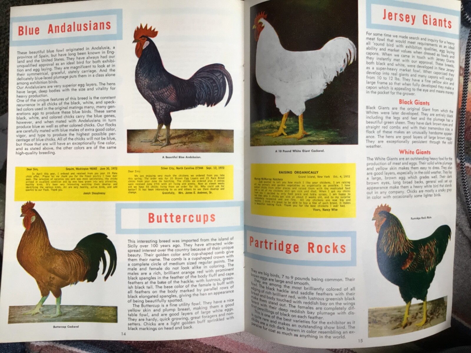 VTG 1972 RARE Chicks Color CATALOG/Guide~ »MURRAY McMURRAY HATCHERY »~Iowa~(J)