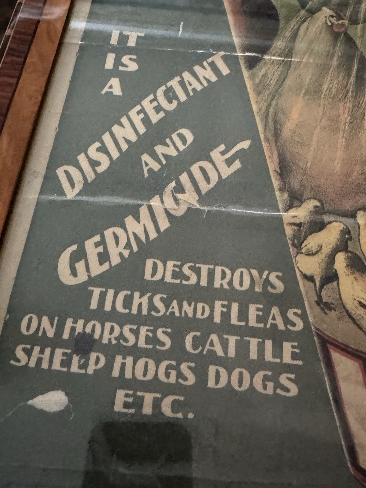 Early 1900’s International Louse Lice Killer Advertising Poster In Maple Frame