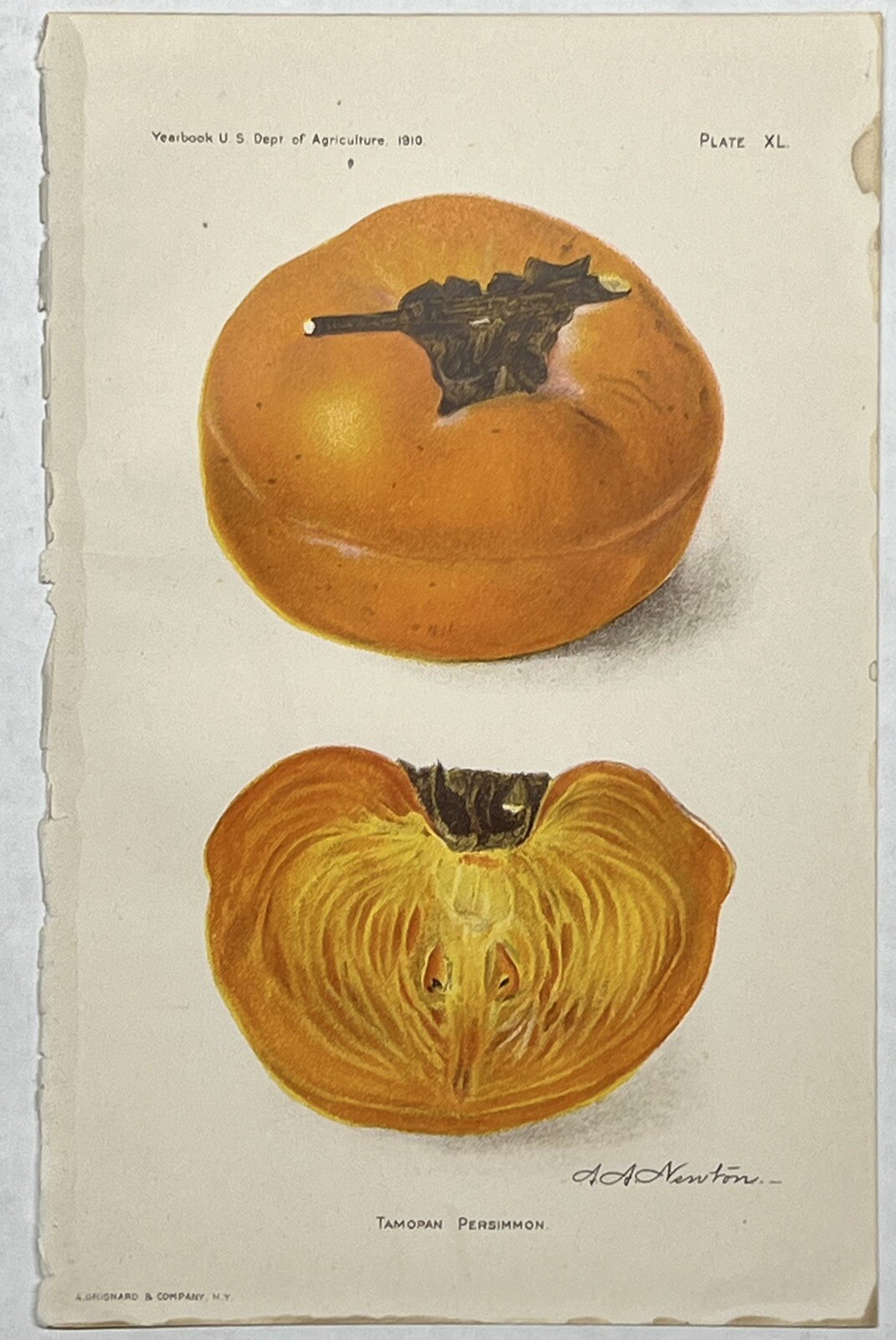 Original C1900 Print Lot,Pear,Peach,Persimmon,Plum,US Dept of Agriculture,Fruit