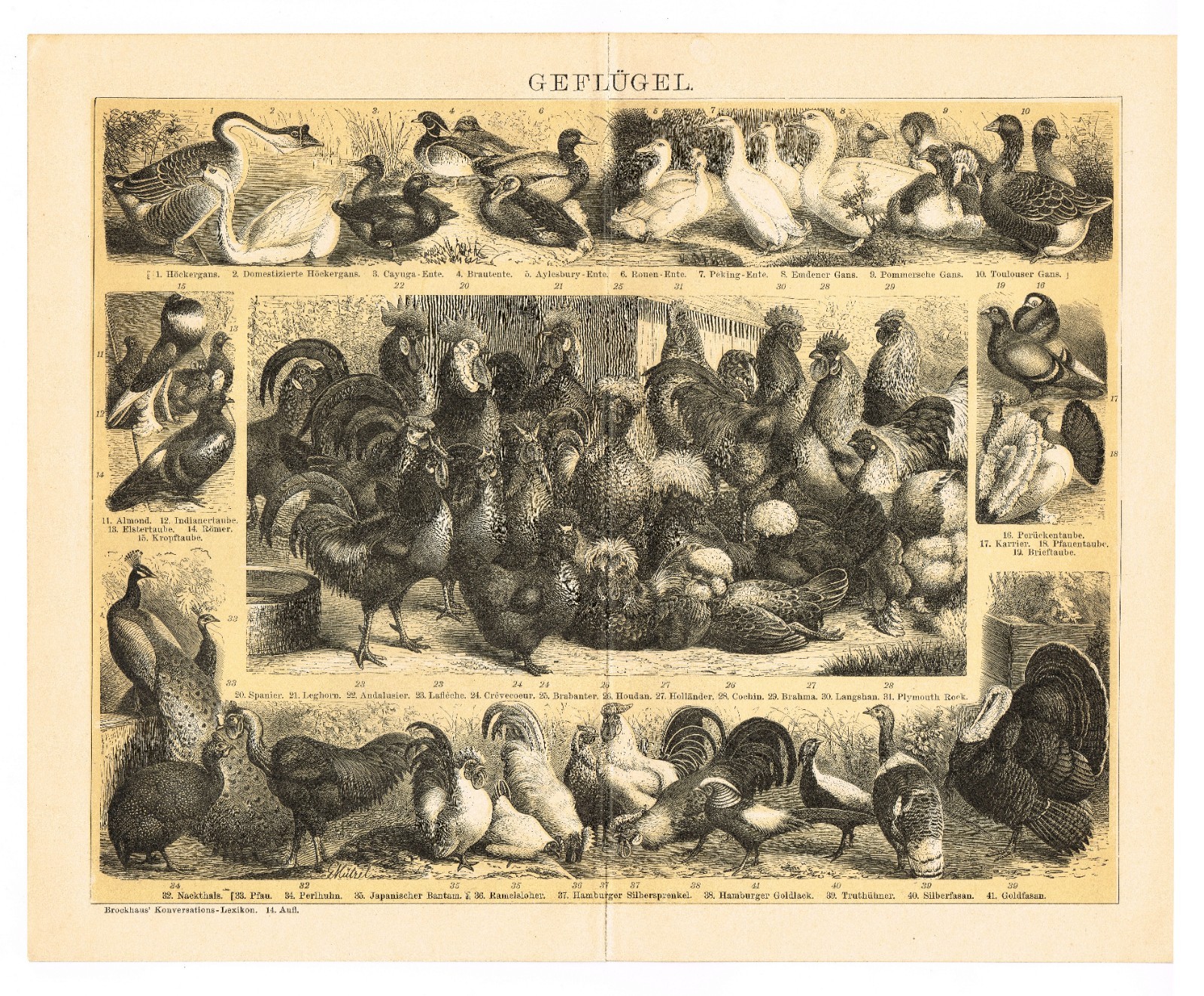 POULTRY 1895 Ducks Chickens Geese Turkey Antique Original Vintage PRINTS