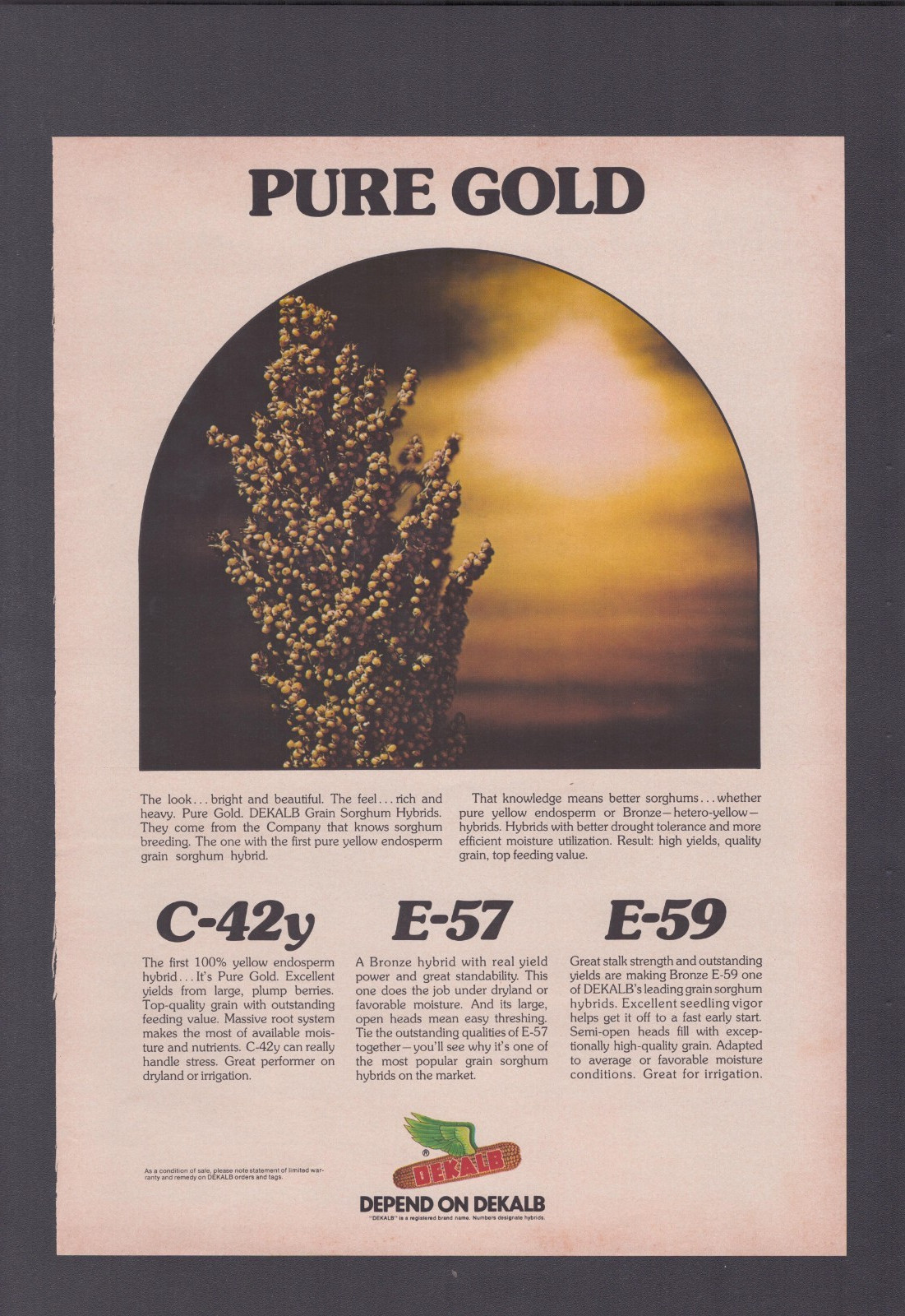 1974 Print Ad Dekalb Pure Gold C-42Y E-57 E-59 Grain Sorghum Hybrid