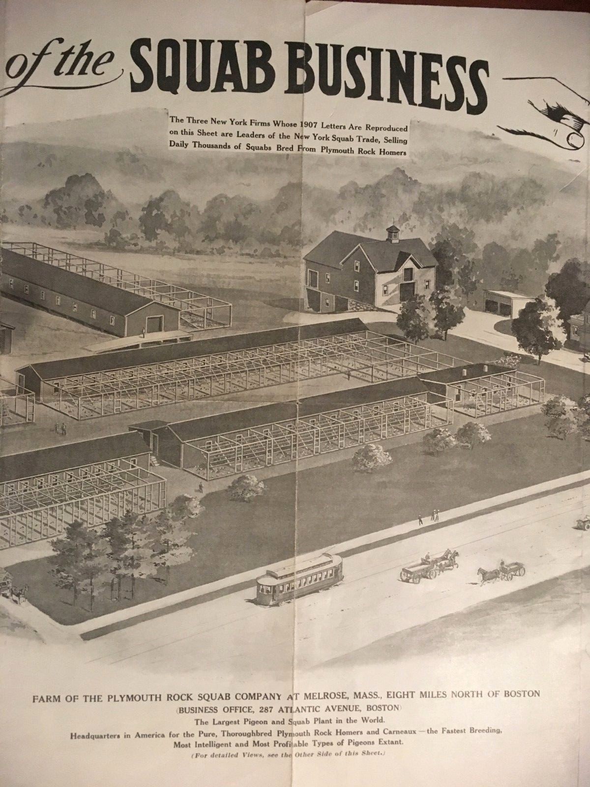 VINTAGE 1907 PIGEON SQUAB FARMING ADVERTISING POSTER BROCHURE 15 X 22&Prime; BOSTON MA