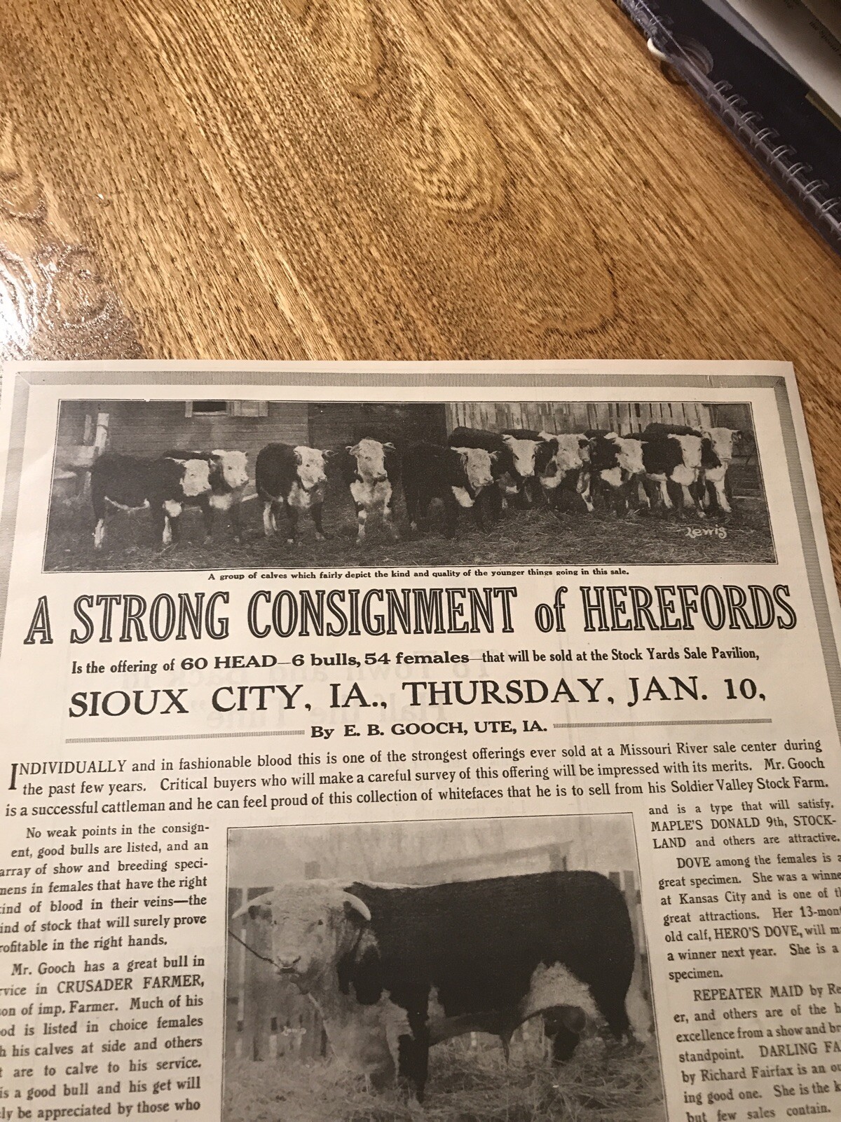 1917 Cattle Livestock Public Sale Poster – Sioux City – Iowa – Cow Advertising