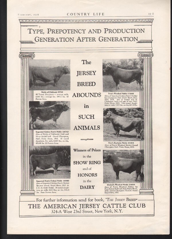 1923 AMERICAN JERSEY CATTLE FARM MILK BEEF STOCK BARN BULL SIRE BREED AD22597