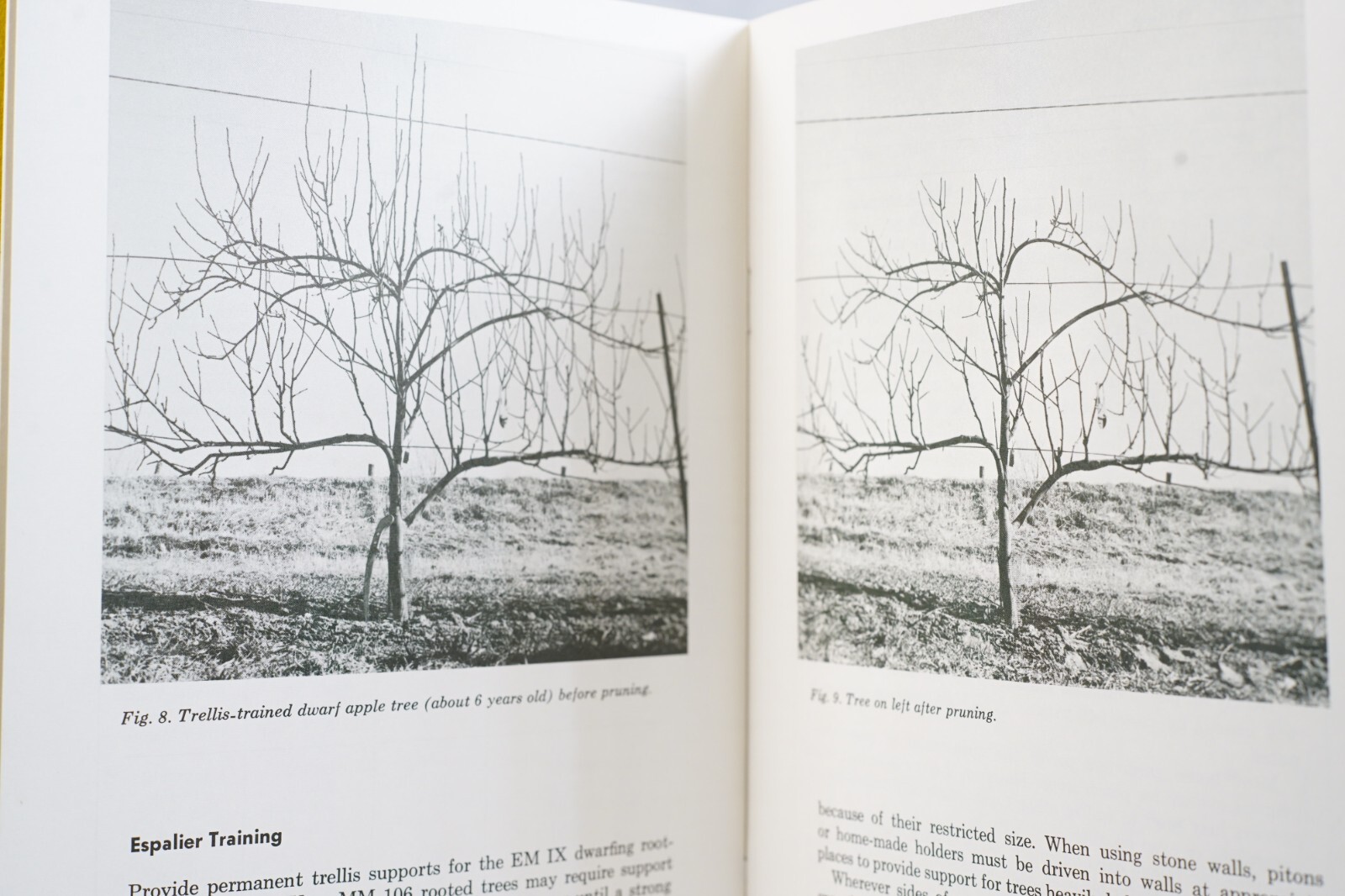 PA State University Tree Fruits for Home Gardener Circular 543 Vintage Brochure