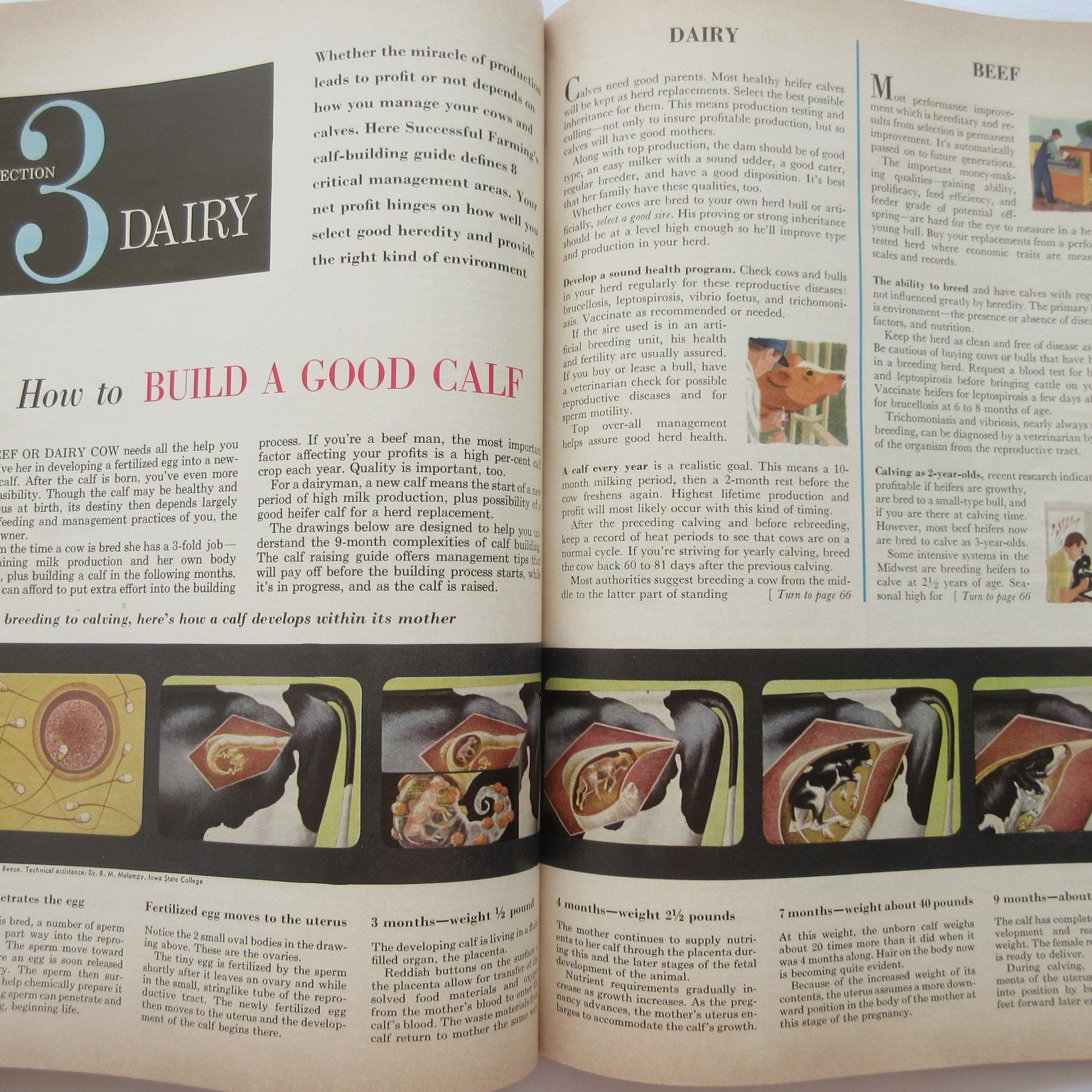 Vintage 1959 Successful Farming&rsquo;s Livestock Book Beef Hogs Dairy Poultry Sheep