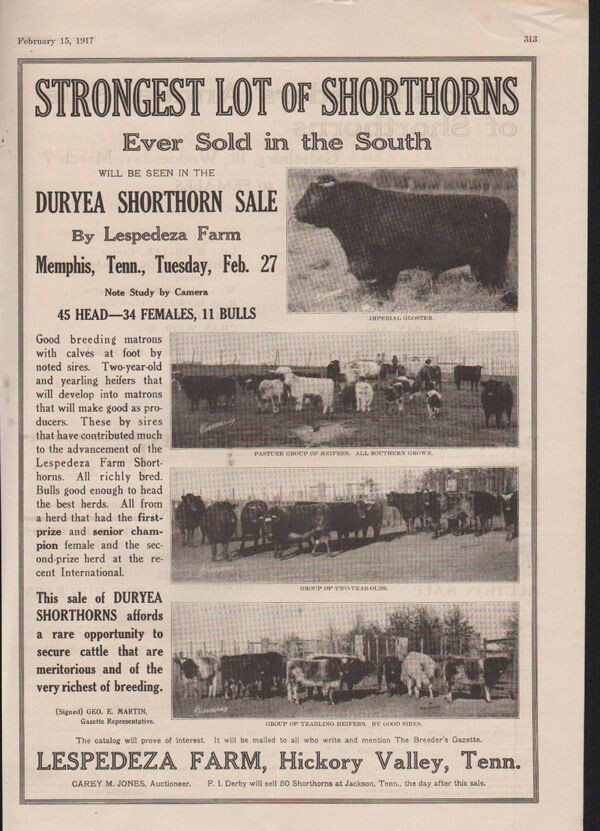 1917 LESPEDEZA FARM SHORTHORN DURYEA CATTLE BREED HICKORY VALLEY TENN AD10448