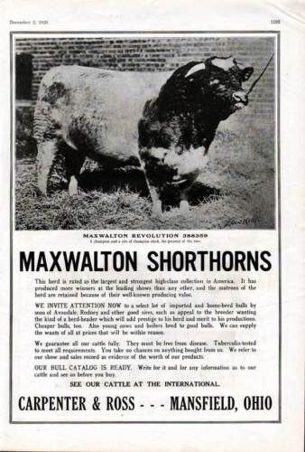 1920 MAXWALTON SHORTHORN CATTLE BREED BULL AGRICULTURE FARM MANSFIELD AD 7030