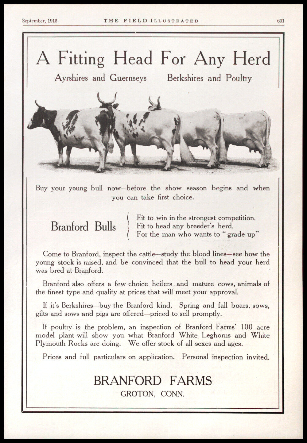 1915 BULLS Ayshires Guernseys Cattle Stock Cows BRANFORD FARMS Groton Col Vtg AD