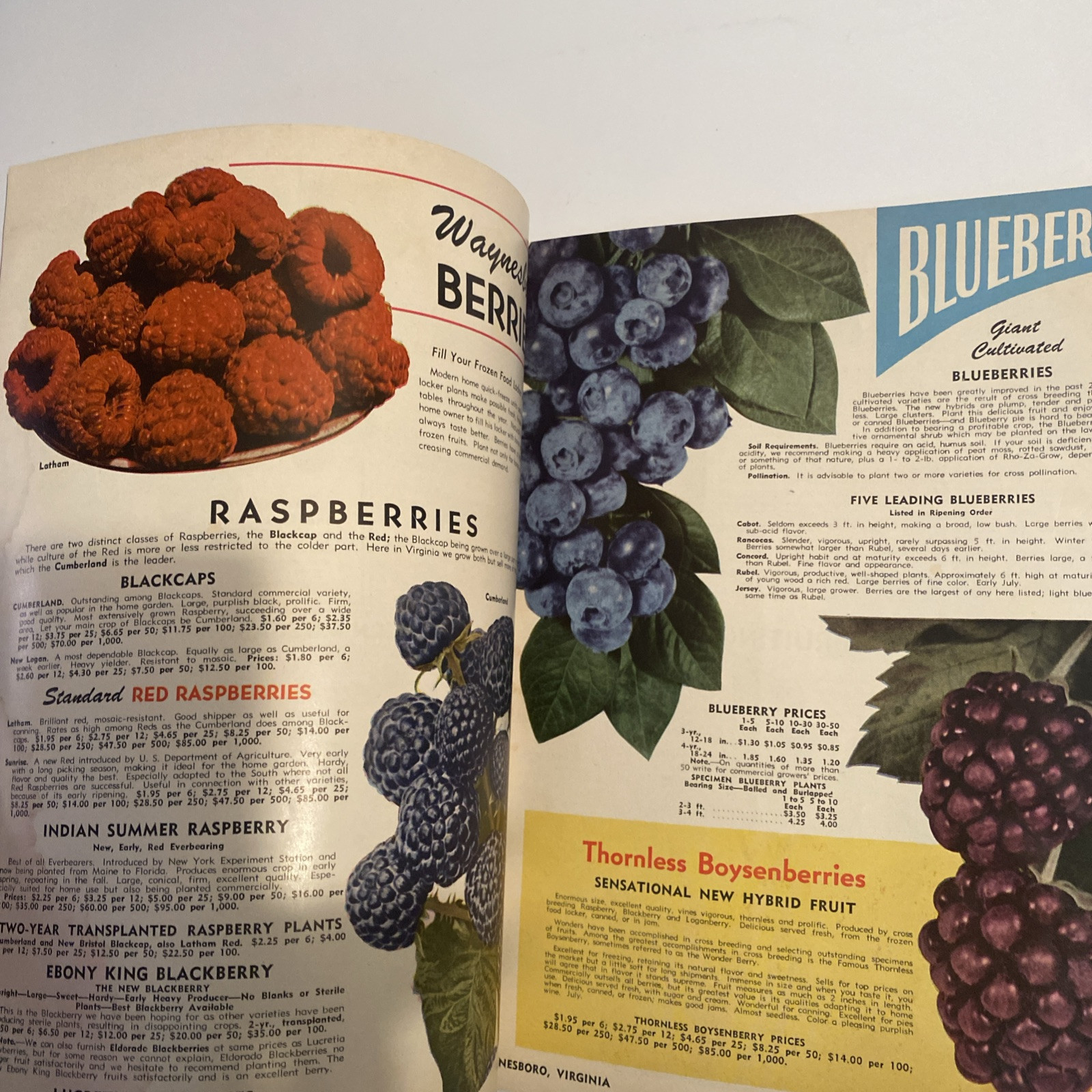 1952 VINTAGE WAYNESBORO NURSERIES FLOWER FRUIT SEED PLANTING CATALOG 48 Pgs