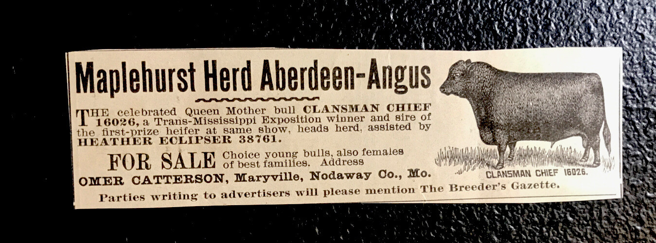 1902 Maplehurst Farm Cattle Cow Advertising – Maryville – Missouri