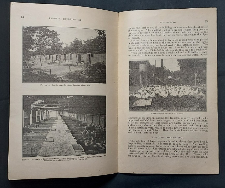 1933 US Department Agriculture Farmer&rsquo;s Bulletin 697 Duck Raising Marketing Eggs