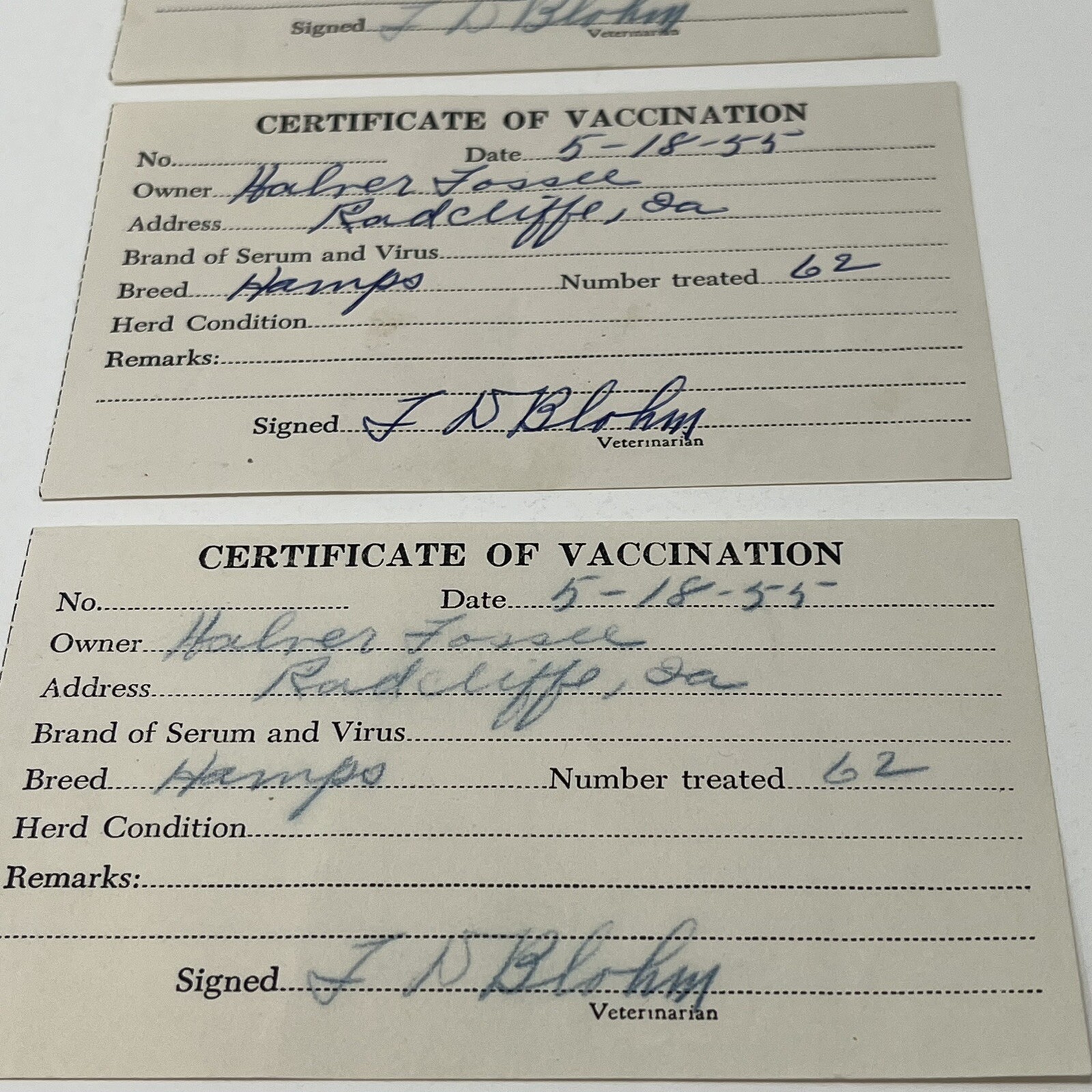 1955 Certificate Of Vaccination Radcliff IA Receipt For 62 Hamps Hampshire Cows