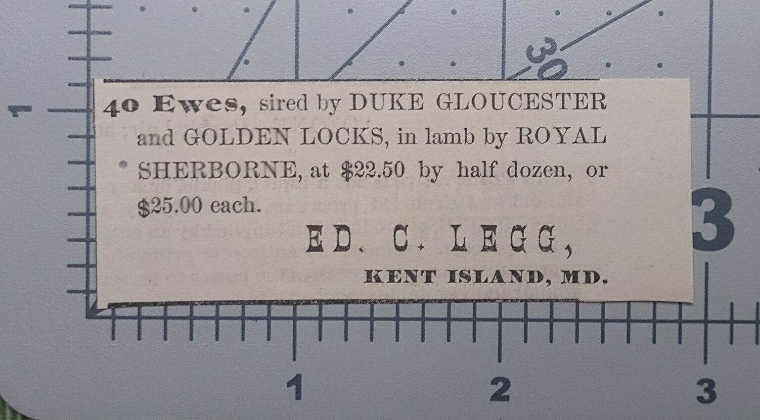1881 Kent Island Maryland Vintage Print Ad Ed C. Legg Sheep for Sale Classified
