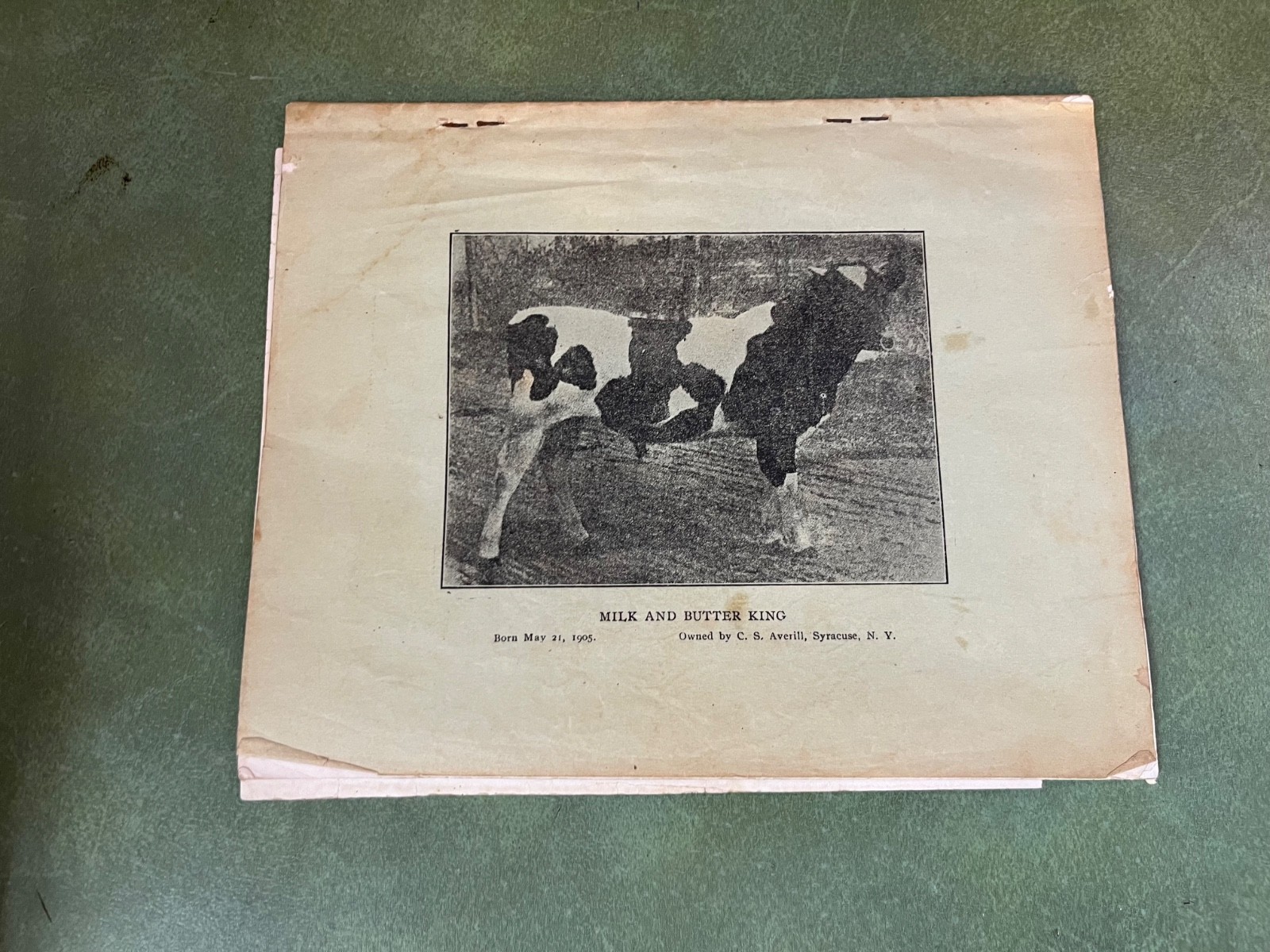 Original 1906 Holstein Friesian Cattle Auction Sales Catalog Pompton Plains NJ