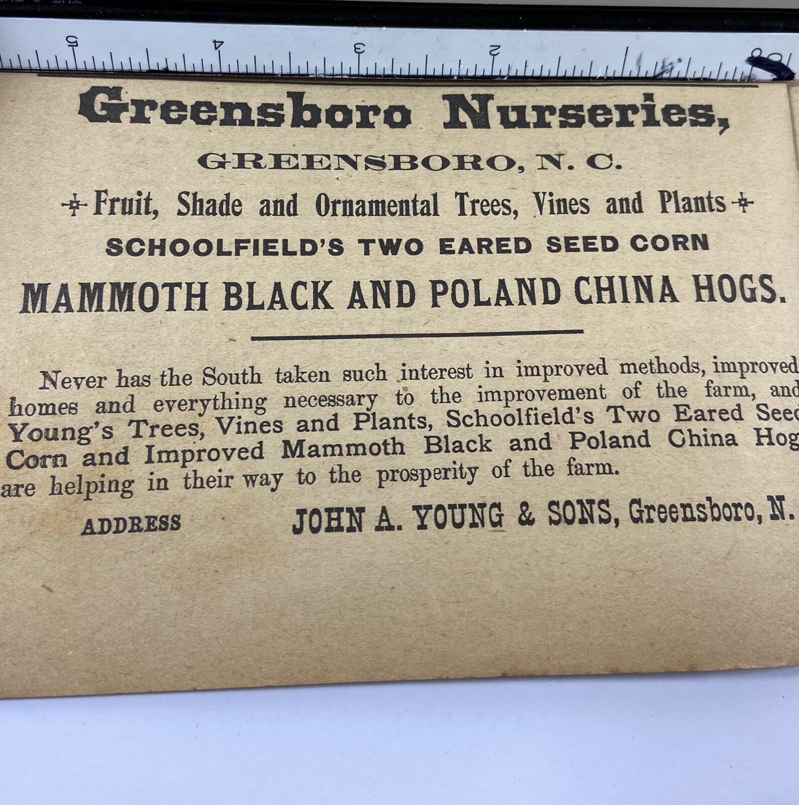1914 Greensboro Nurseries John A Young And Sons North Carolina Advertisement