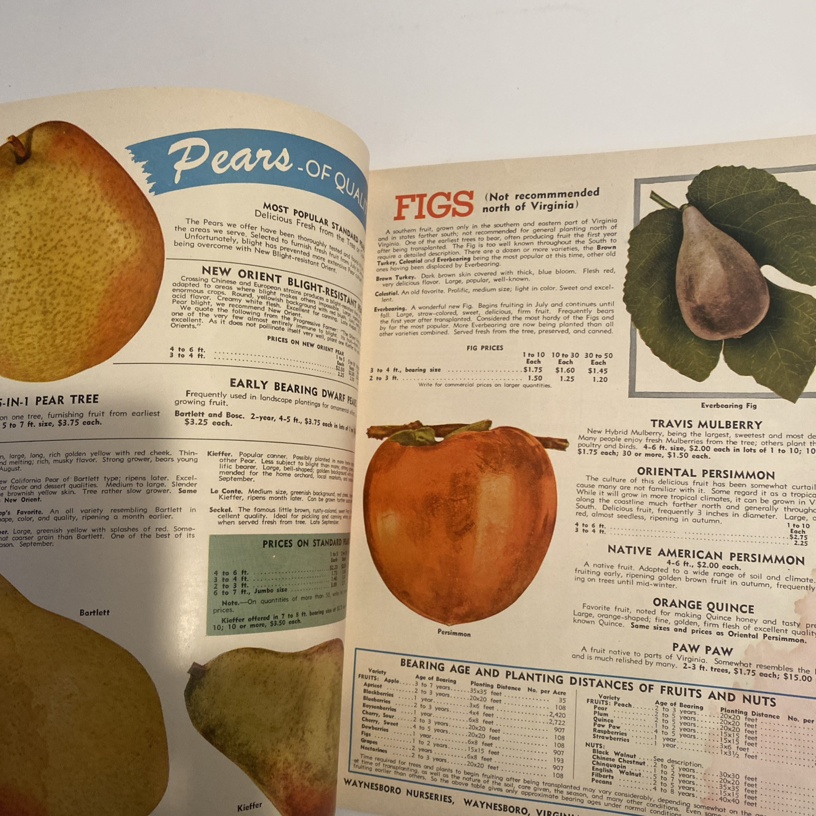 1952 VINTAGE WAYNESBORO NURSERIES FLOWER FRUIT SEED PLANTING CATALOG 48 Pgs